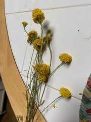 Chaenactis glabriuscula glabriuscula