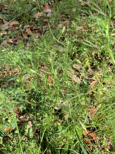Foeniculum vulgare image