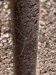 Pholcus phalangioides