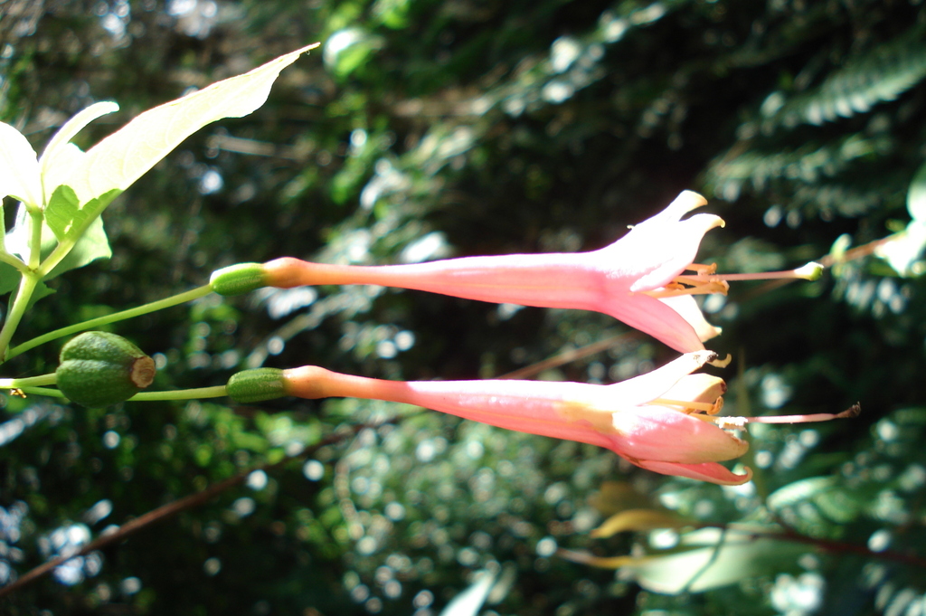 Fuchsia membranacea