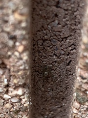 Pholcus phalangioides