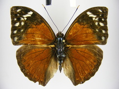 Bebearia plistonax