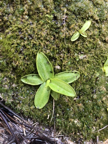 Pinguicula casperiana