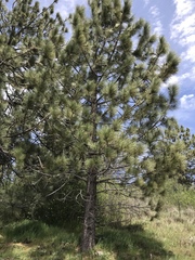 Pinus coulteri