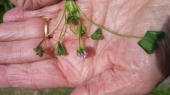 Trifolium microdon