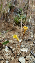 Aphyllon franciscanum