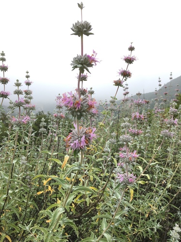 iNaturalist observation photo of purple sage