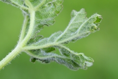 Macrolabis heraclei