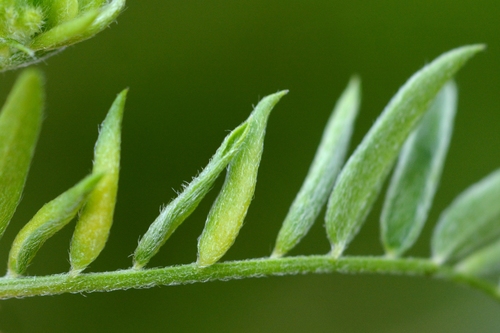 Dasineura spadicea