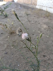 Palafoxia arida