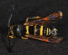 Synanthedon decipiens