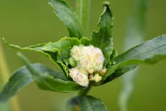 Rhopalomyia ptarmicae
