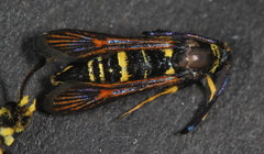 Synanthedon decipiens