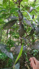 Cartrema