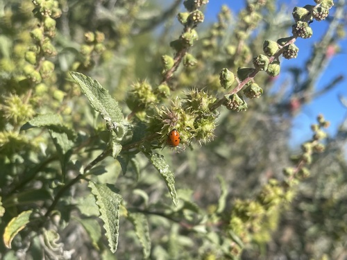 triangle-leaf bursage