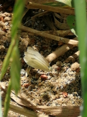 Pieris rapae rapae