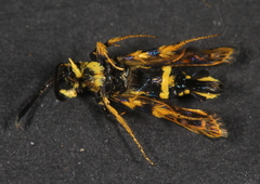 Synanthedon decipiens