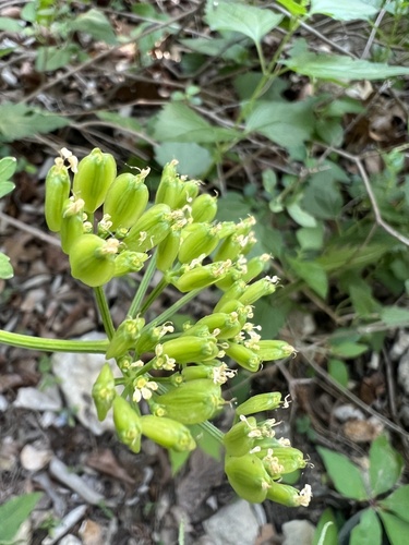 White Flowered Prairie Parsley (Polytaenia albiflora)