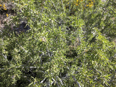 Prunus fasciculata
