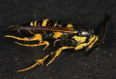 Synanthedon decipiens