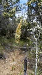 Calamagrostis ophitidis