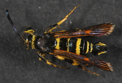 Synanthedon decipiens
