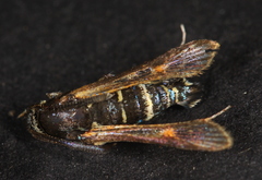 Synanthedon decipiens