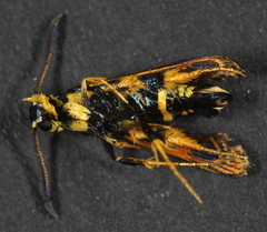 Synanthedon decipiens