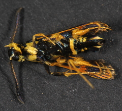 Synanthedon decipiens