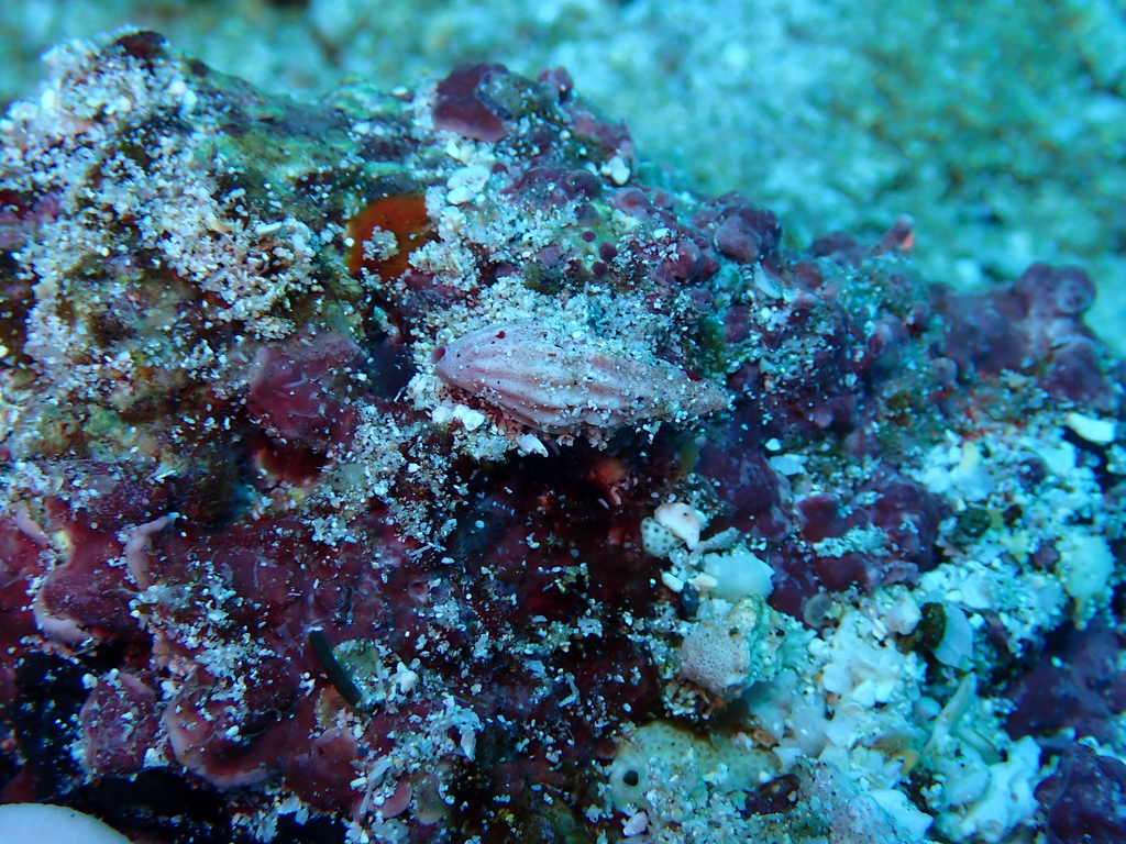 Drillia albicostata