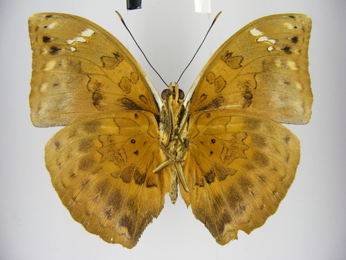 Bebearia plistonax