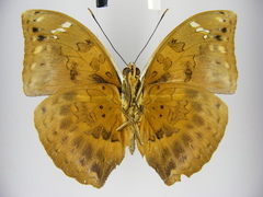 Bebearia plistonax