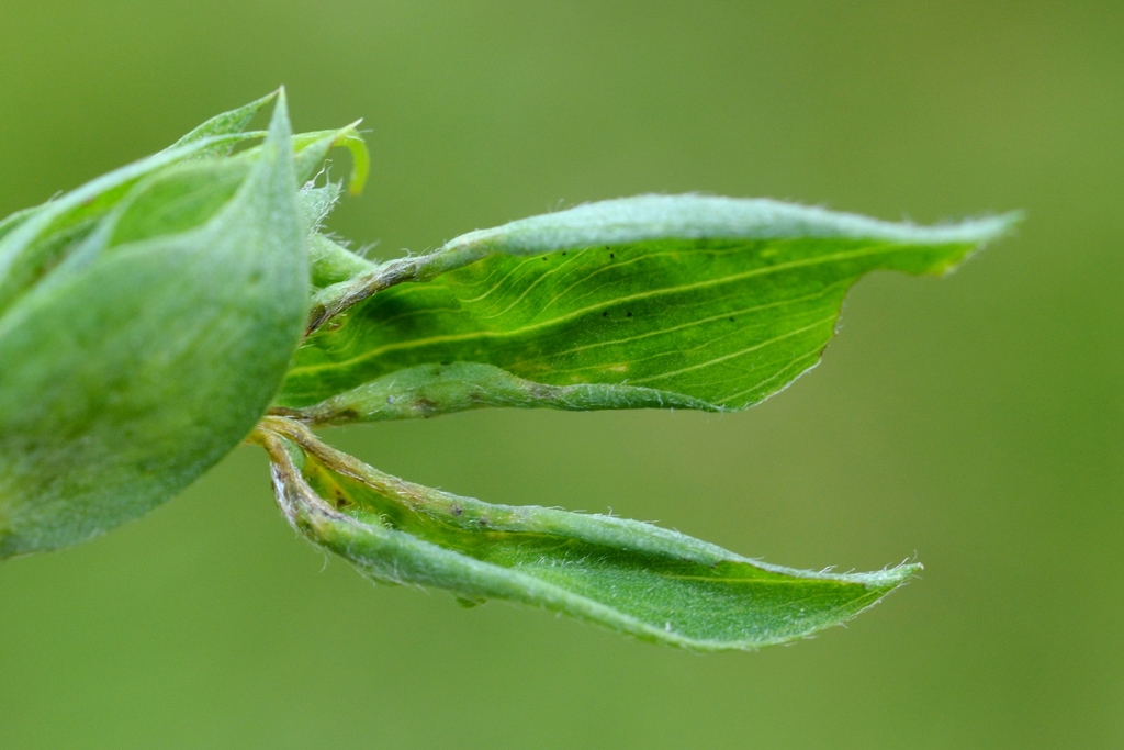 Jaapiella volvens