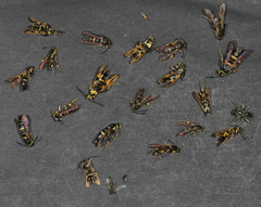 Synanthedon decipiens