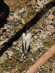 Pieris rapae rapae