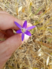 Brodiaea elegans elegans