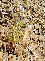 Gilia capitata capitata