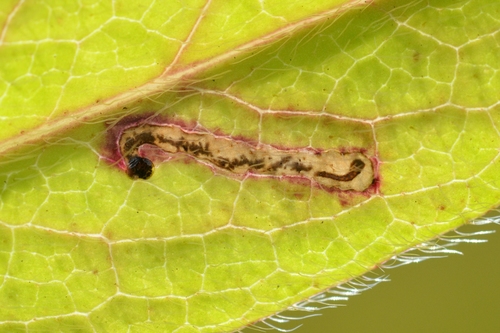 Trachys compressus
