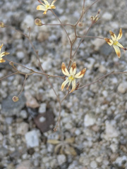 Nemacladus rubescens