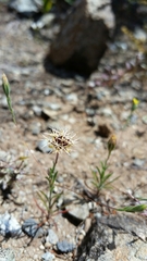 Rigiopappus leptocladus