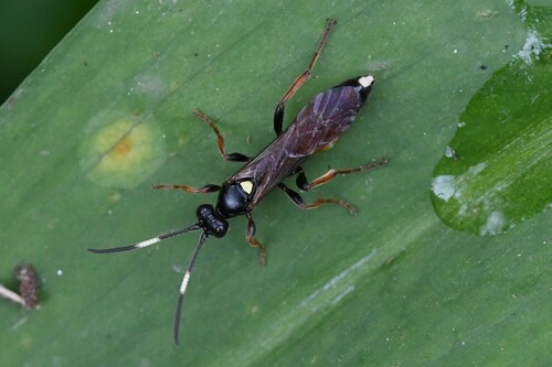 Ichneumon gracilentus