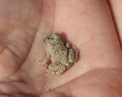 Tomopterna delalandii