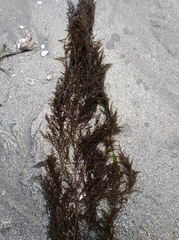 Sargassum muticum