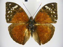 Bebearia plistonax