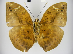 Bebearia plistonax