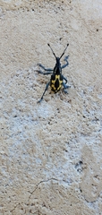Exophthalmus nicaraguensis image