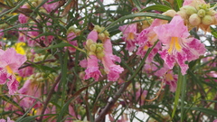 Chilopsis linearis