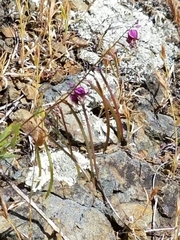 Streptanthus glandulosus pulchellus