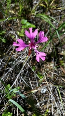 Clarkia concinna concinna