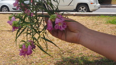 Chilopsis linearis